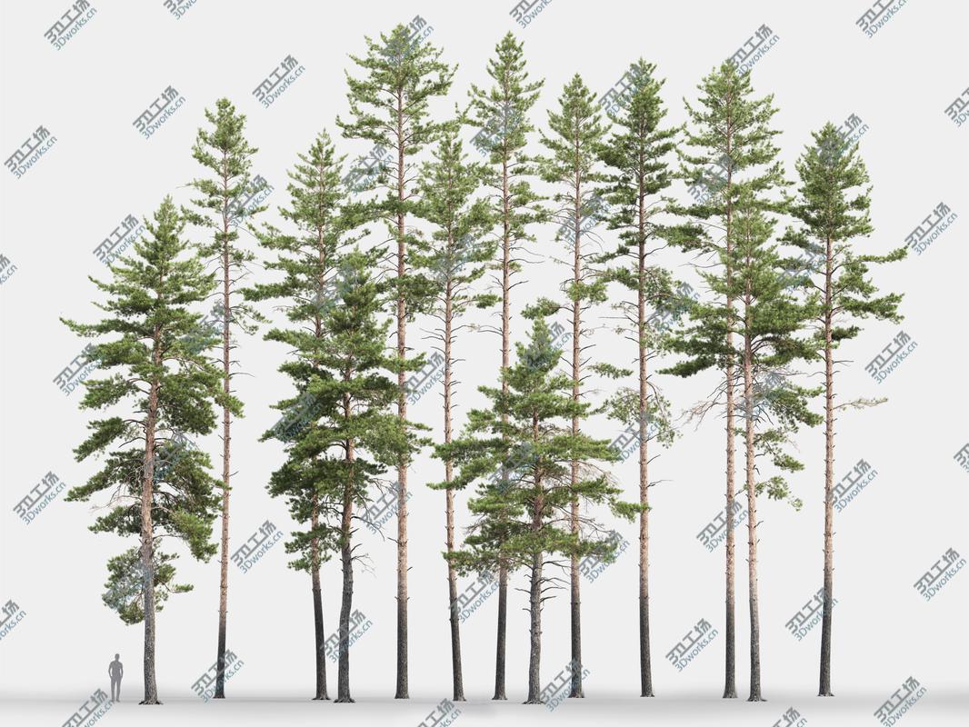 images/goods_img/2021040234/3D model Pinus Sylvestris Pack 01/1.jpg